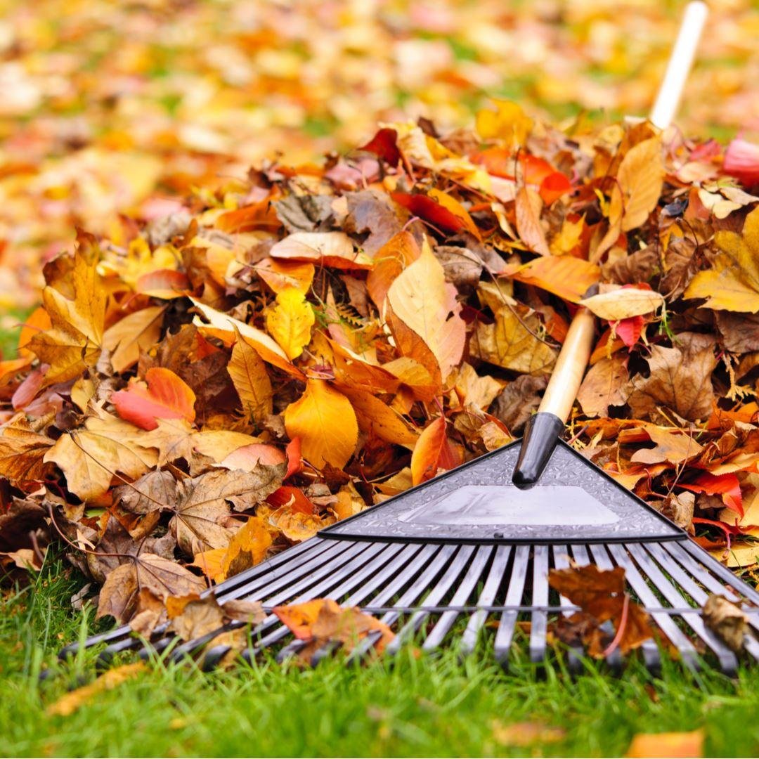 Compost Fall Leaves this Month for a Greener Planet